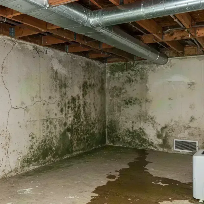 Professional Mold Removal in Ledbetter, KY